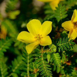 Tribulus Terrestris